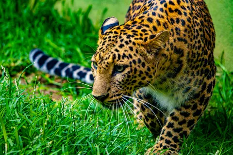 Обои Животные 4K · animals · 3840×2560
