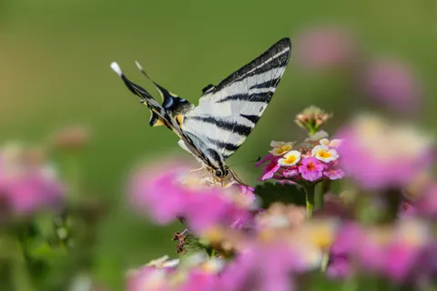 خلفية الحيوانات بدقة 4K · animals · 3840×2560