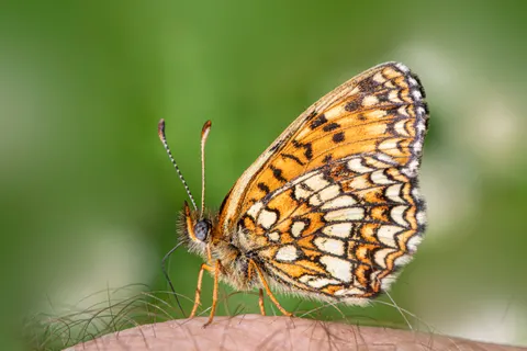 Butterfly 4K Wallpaper · animals · 3840×2560