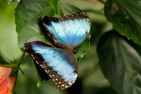 Butterfly 4K Wallpaper · animals · 3840×2560