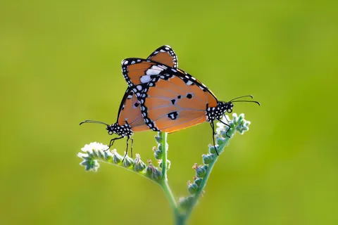 Butterfly 4K Wallpaper · animals · 3840×2560