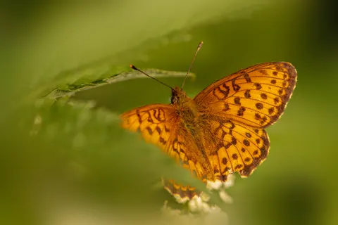 Butterfly 4K Wallpaper · animals · 3840×2560