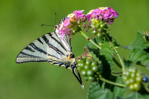 Butterfly 4K Wallpaper · animals · 3840×2561