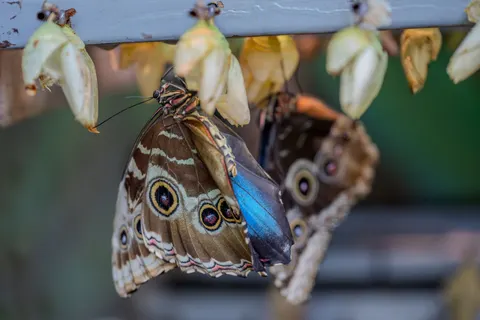 Fondo de pantalla Mariposa 4K · animals · 3840×2560