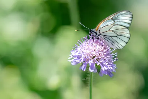 Butterfly 4K Wallpaper · animals · 3840×2561