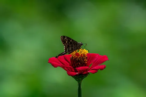 Butterfly 4K Wallpaper · animals · 3840×2560