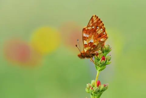 Papel de parede Borboleta 4K · animals · 3840×2572