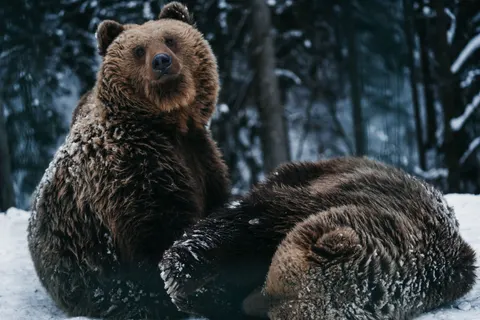 Polar Bear 4K Wallpaper · animals · 3840×2560