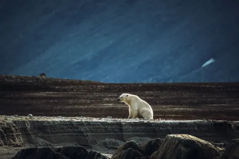Fond d'écran Animaux 4K · animals · 3840×2560