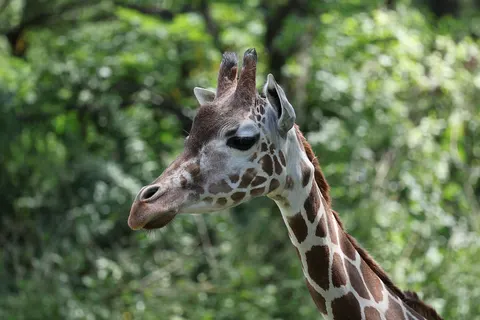 Giraffe 4K Wallpaper · animals · 3840×2561