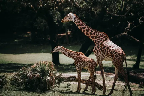 长颈鹿 4K壁纸 · animals · 3840×2560