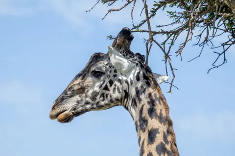 Tiere 4K Hintergrundbild · animals · 3840×2560