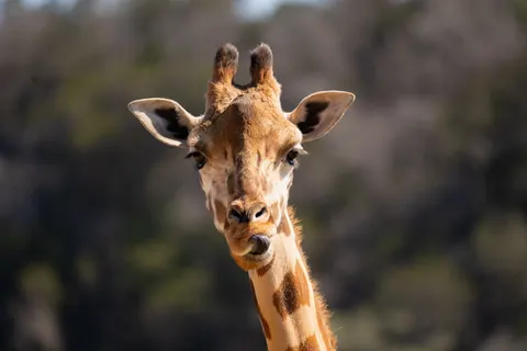 Giraffe 4K Wallpaper · animals · 3840×2560