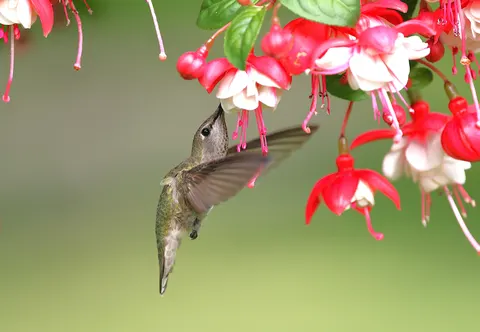 동물 4K 배경화면 · animals · 3840×2652