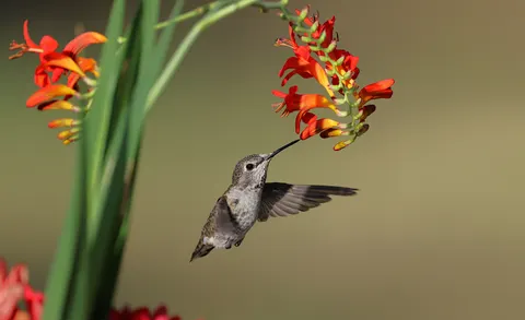 Fondo de pantalla Animales 4K · animals · 3840×2349