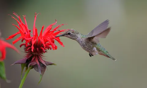 Hummingbird 4K Wallpaper · animals · 3840×2300