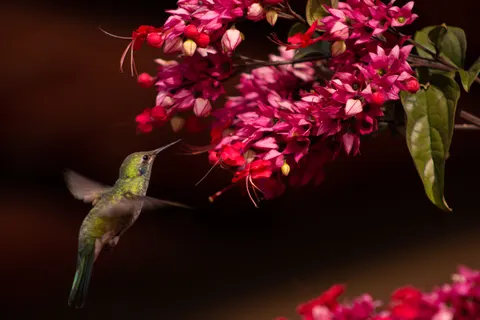 Hummingbird 4K Wallpaper · animals · 3840×2560