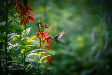 Papel de parede Beija-flor 4K · animals · 3840×2560