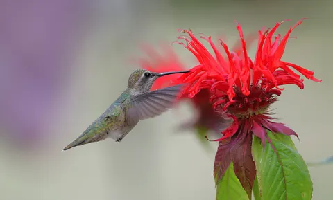 Обои Животные 4K · animals · 3840×2309