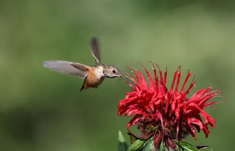 والپیپر مرغ مگس‌خوار با کیفیت 4K · animals · 3840×2467
