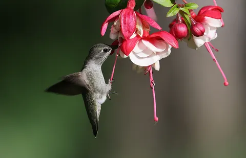 Hummingbird 4K Wallpaper · animals · 3840×2471