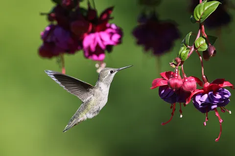 Hummingbird 4K Wallpaper · animals · 3840×2553