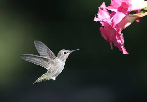 Обои Животные 4K · animals · 3840×2655