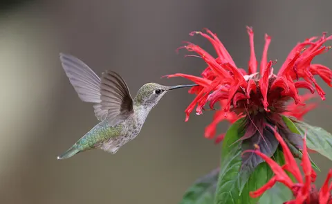 Hummingbird 4K Wallpaper · animals · 3840×2363