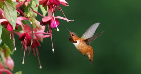 동물 4K 배경화면 · animals · 3840×2027