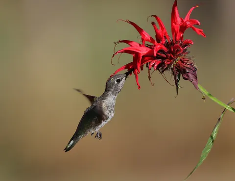 Hummingbird 4K Wallpaper · animals · 3840×2952