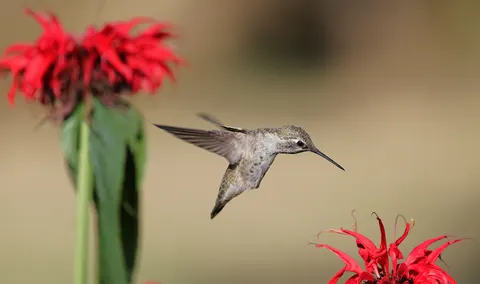 خلفية الحيوانات بدقة 4K · animals · 3840×2278