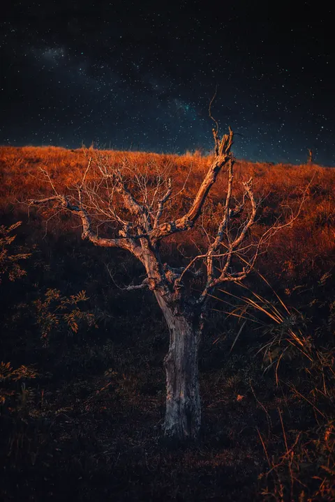 Fantasy Scene Phone Wallpaper · illustration · 1440×2160