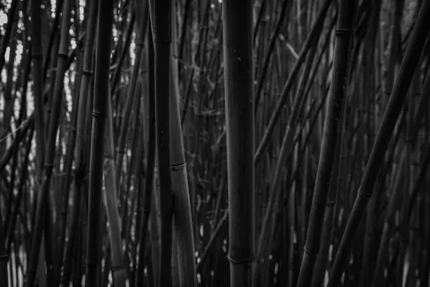Bamboo Forest 4K Wallpaper · nature · 3840×2560