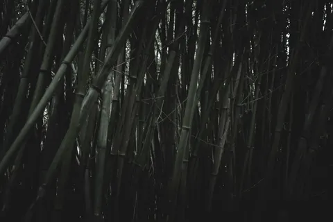 Bamboo Forest 4K Wallpaper · nature · 3840×2560