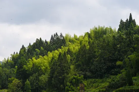 Bamboo Forest 4K Wallpaper · nature · 3840×2555