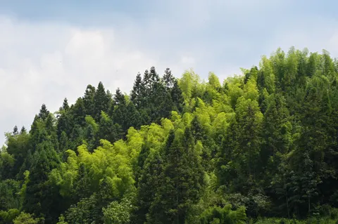 Bamboo Forest 4K Wallpaper · nature · 3840×2555