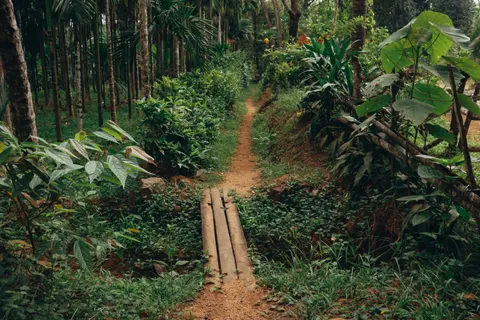 Bamboo Forest 4K Wallpaper · nature · 3840×2560