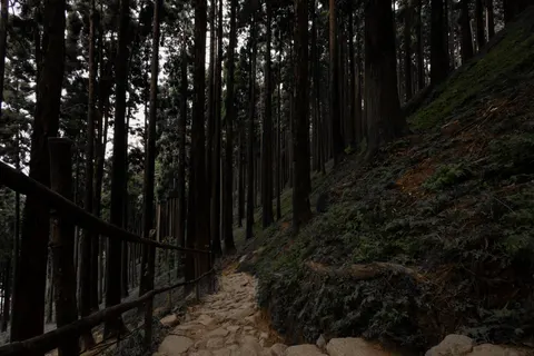 竹林 4K壁紙 · nature · 3840×2561