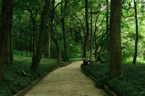 Bamboo Forest 4K Wallpaper · nature · 3840×2560