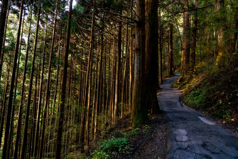 Bamboo Forest 4K Wallpaper · nature · 3840×2560