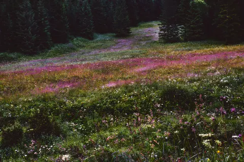 Wildblumenwiese 4K Hintergrundbild · nature · 3840×2560