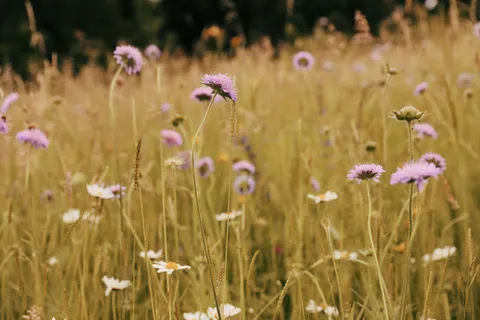 Wildflower Meadow 4K Wallpaper · nature · 3840×2560