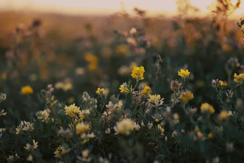 Wildflower Meadow 4K Wallpaper · nature · 3840×2560
