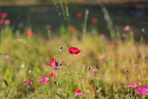 والپیپر چمنزار گل‌های وحشی با کیفیت 4K · nature · 3840×2560