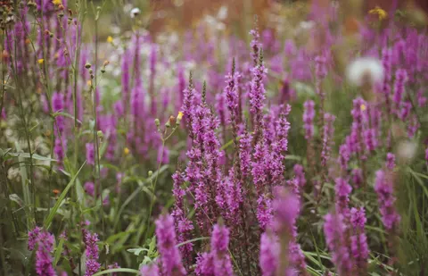 Wildflower Meadow 4K Wallpaper · nature · 3840×2474