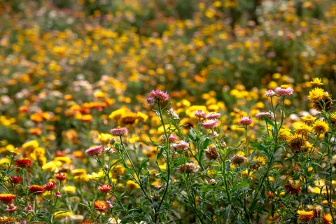 Wildflower Meadow 4K Wallpaper · nature · 3840×2561