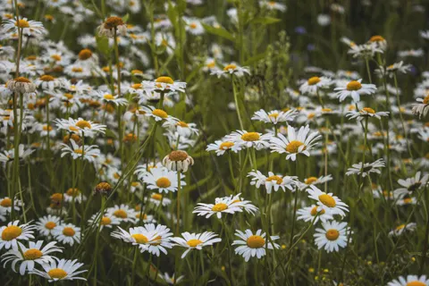 Papel de parede Natureza 4K · nature · 3840×2560