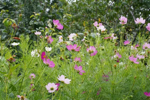 Wildblumenwiese 4K Hintergrundbild · nature · 3840×2560