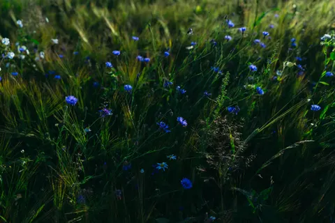 Wilde bloemenweide 4K-achtergrond · nature · 3840×2560
