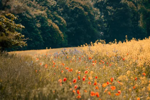 Papel de parede Natureza 4K · nature · 3840×2560